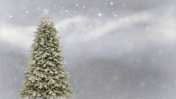 Non buttate il vostro (vero) abete di Natale. Lo ripiantumiamo