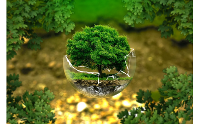 Immagine: Ambiente alberi