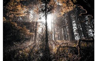 Immagine: bosco ambiente