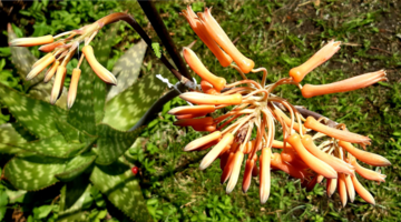 Cactus Folies
