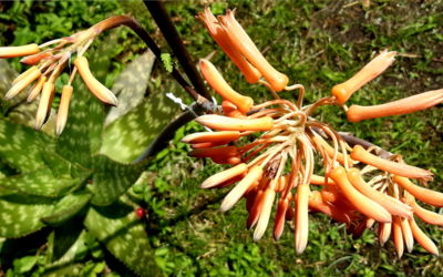 immagine aloe