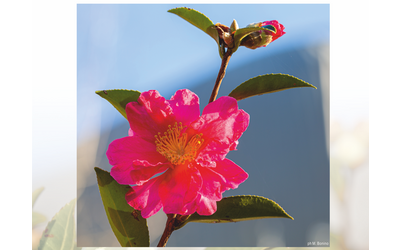 Immagine: Camelia fiore
