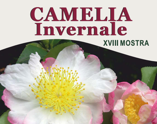 Immagine: camelia invernale 2023