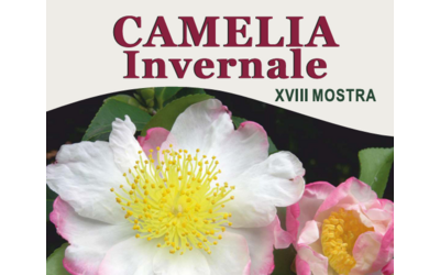 Immagine: camelia invernale 2023