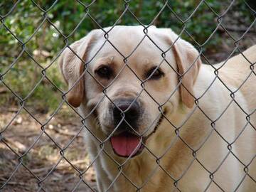 Identificazione genetica canina