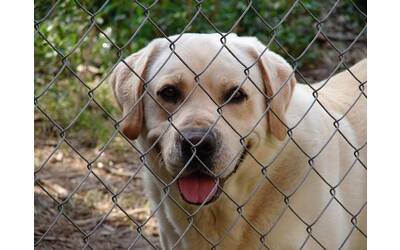 Immagine: Cane canile