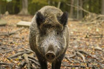 Segnalazione carcasse di Cinghiale