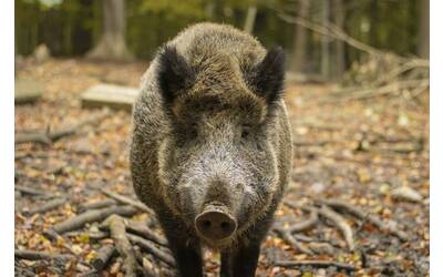 Immagine: Cinghiale