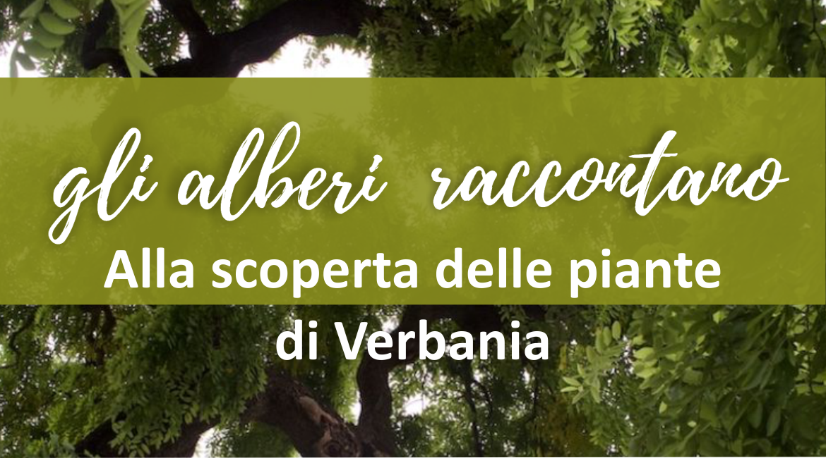 Foto Quercia da Sughero