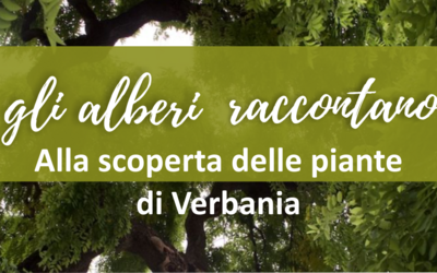 Foto Quercia da Sughero