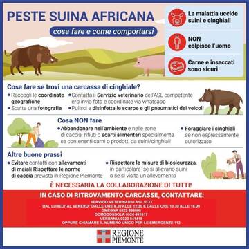 Immagine: peste-suina-cosa-fare-personalizzato-asl-vco-768x768